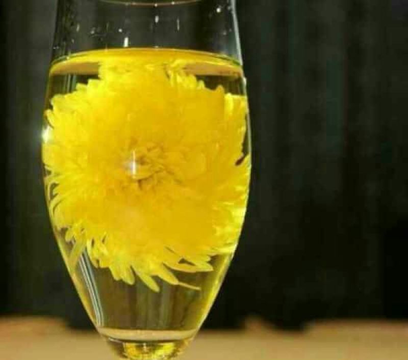 菊花苗