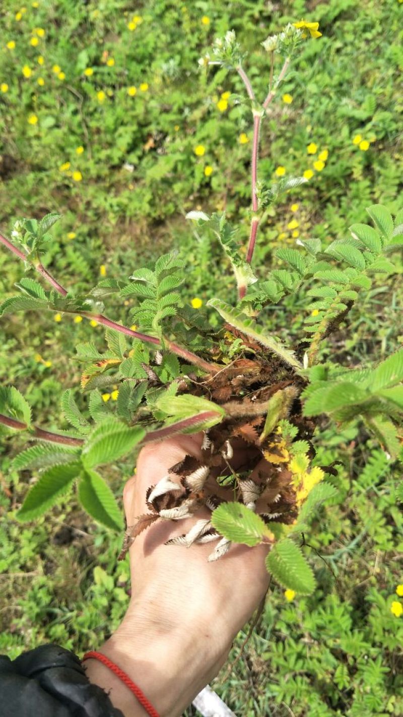 翻白草干货大货