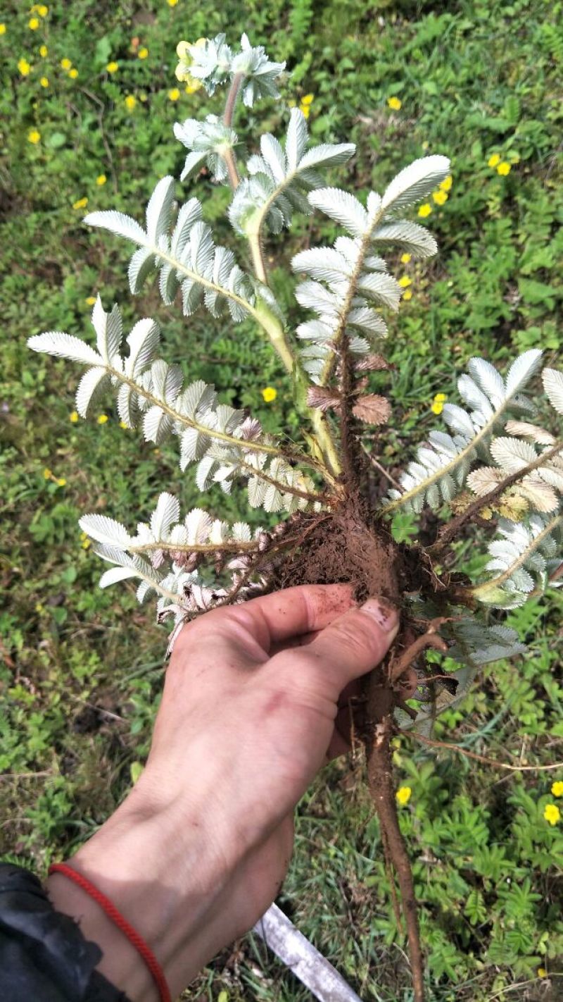 翻白草干货大货