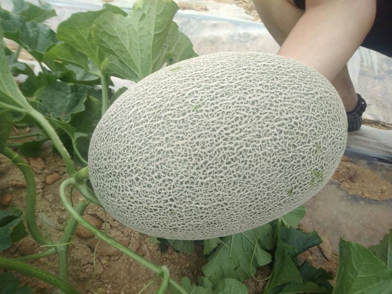 西州蜜瓜5斤以上椭圆形