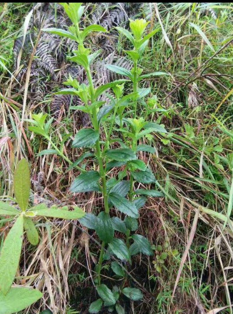 红根草
