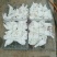 白羽王鸽500~600g