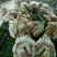 白羽王鸽500~600g