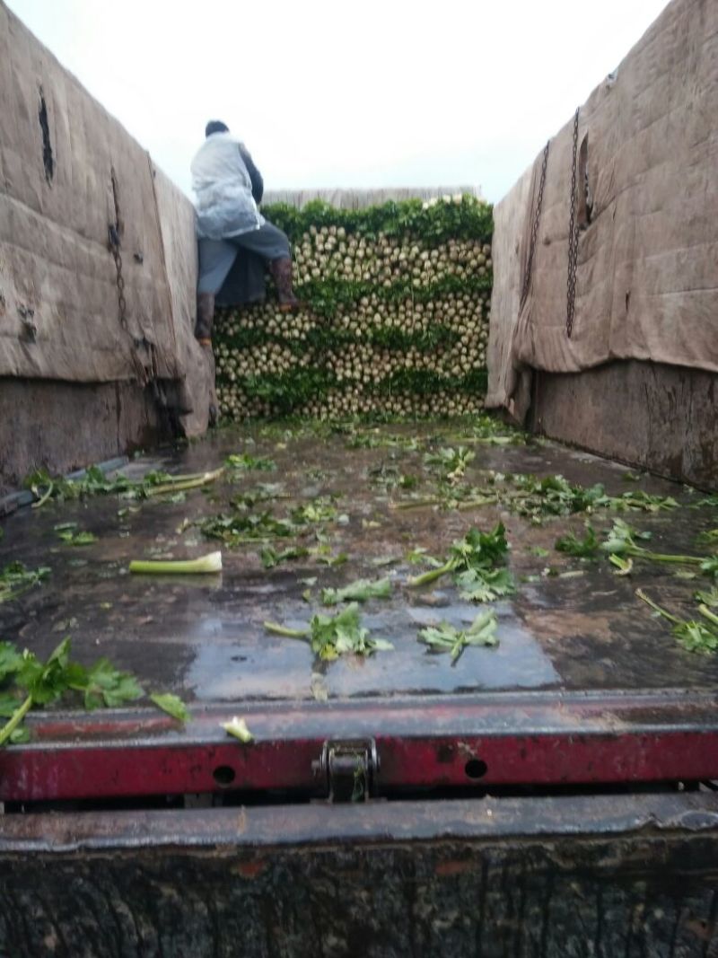 甘肃定西陇原行蔬菜合作社为广大客户提供大量精品西芹