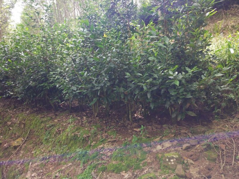 晒红茶普洱晒红茶