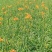 干黄菜