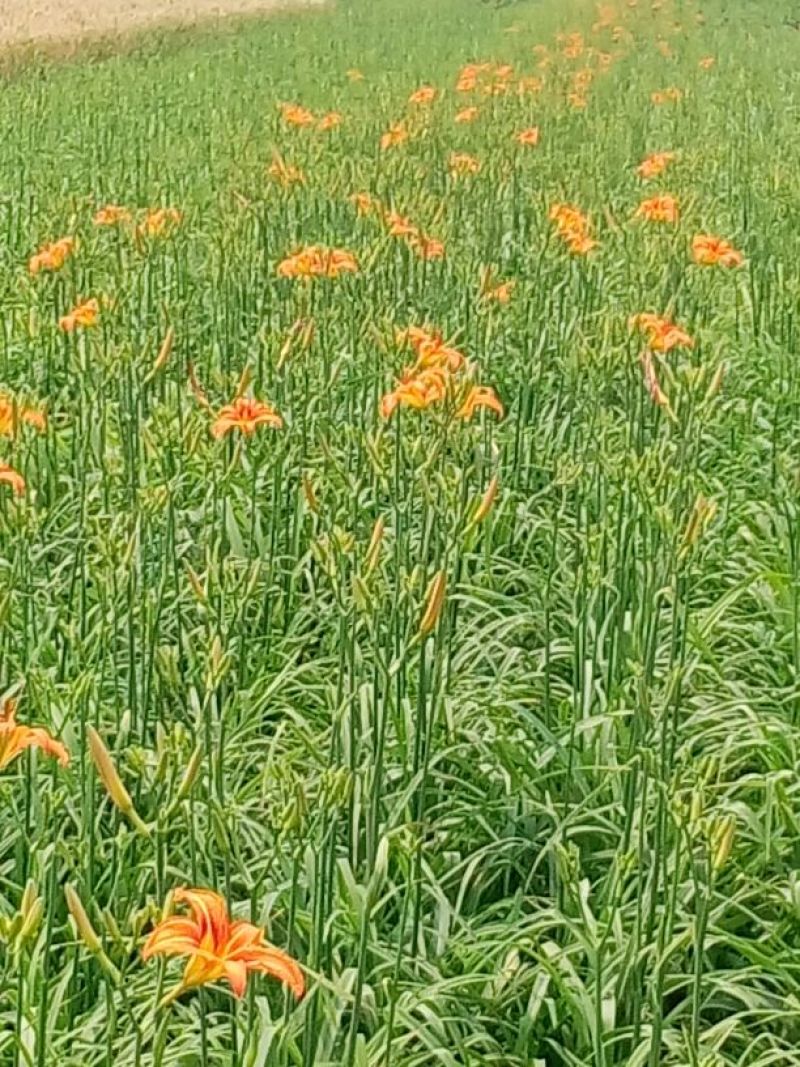 干黄菜