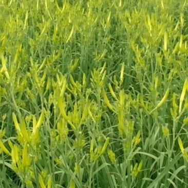 干黄菜