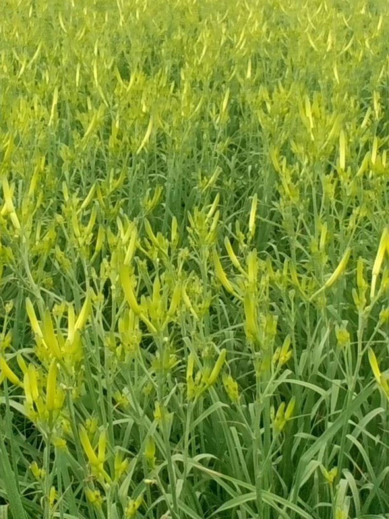 干黄菜