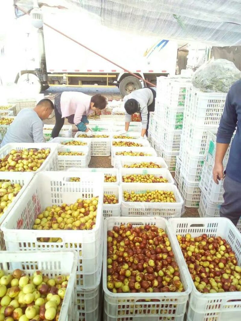 冬枣，实力商家，鲜枣一件代发，落地配，