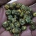 药用菊花袋装