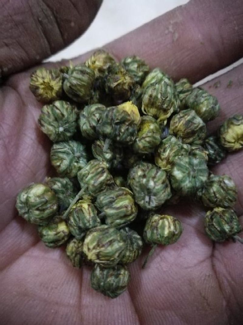药用菊花袋装