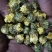 药用菊花袋装