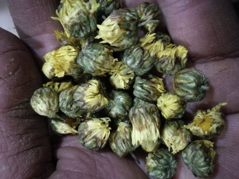 药用菊花袋装