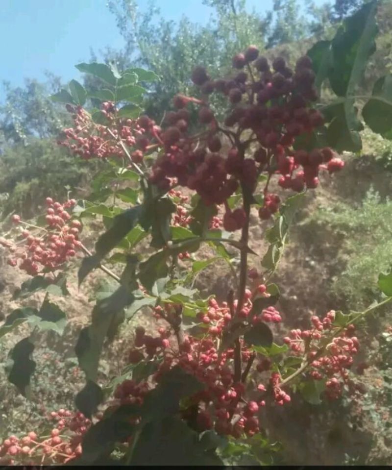 花椒苗1~2年
