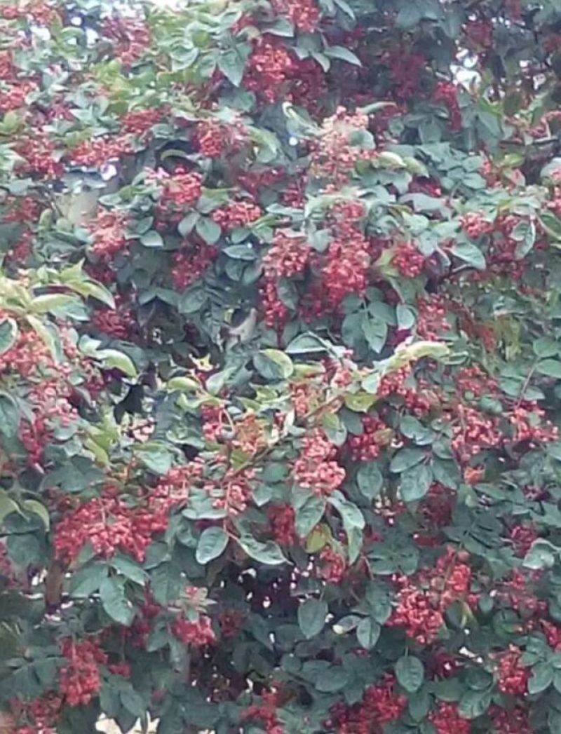 花椒苗1~2年