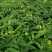 金煌芒树苗1m以下