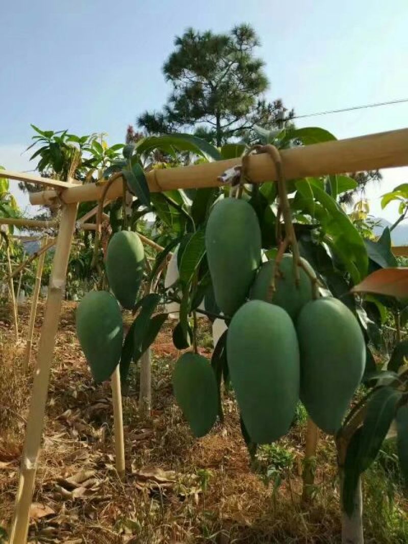 金煌芒树苗1m以下