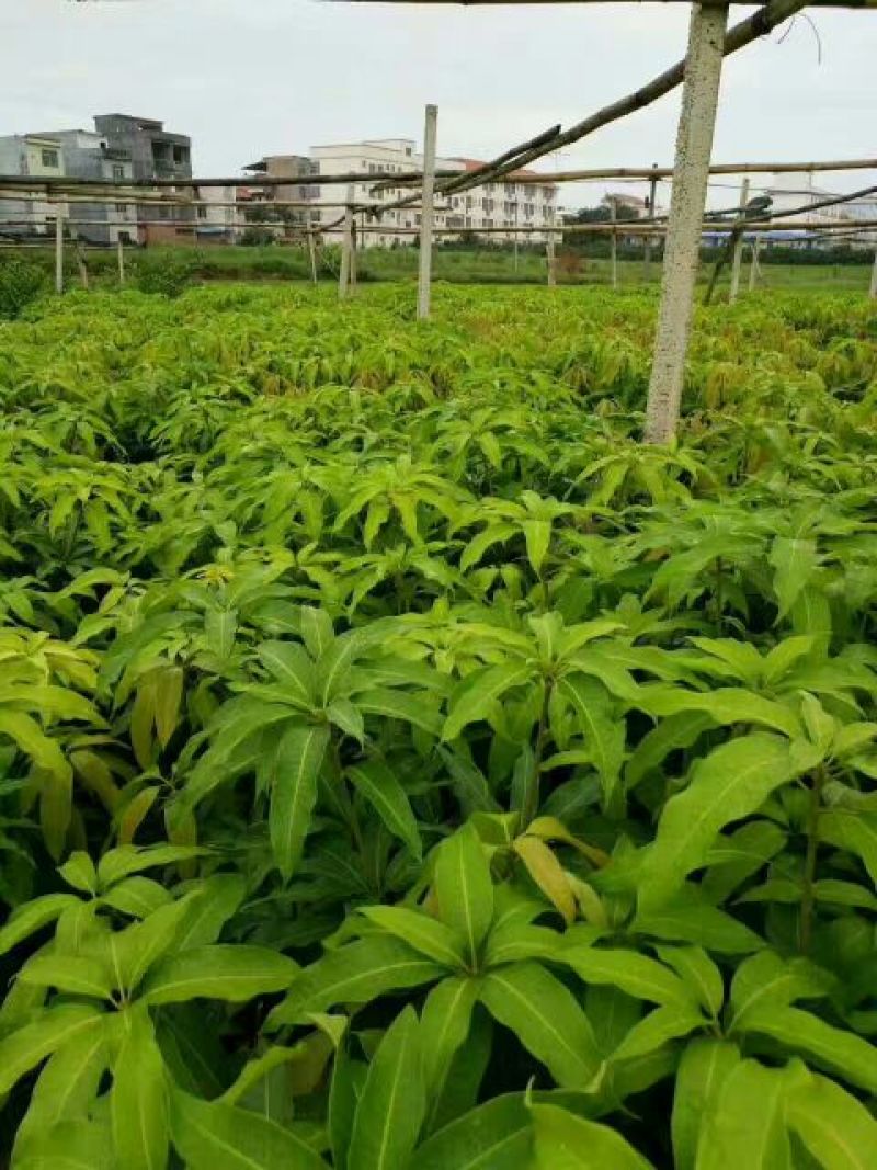 金煌芒树苗1m以下