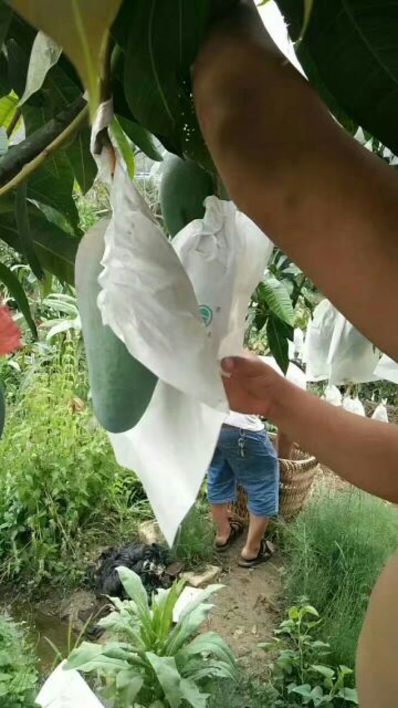 金煌芒树苗1m以下