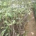 枇杷树30~50cm
