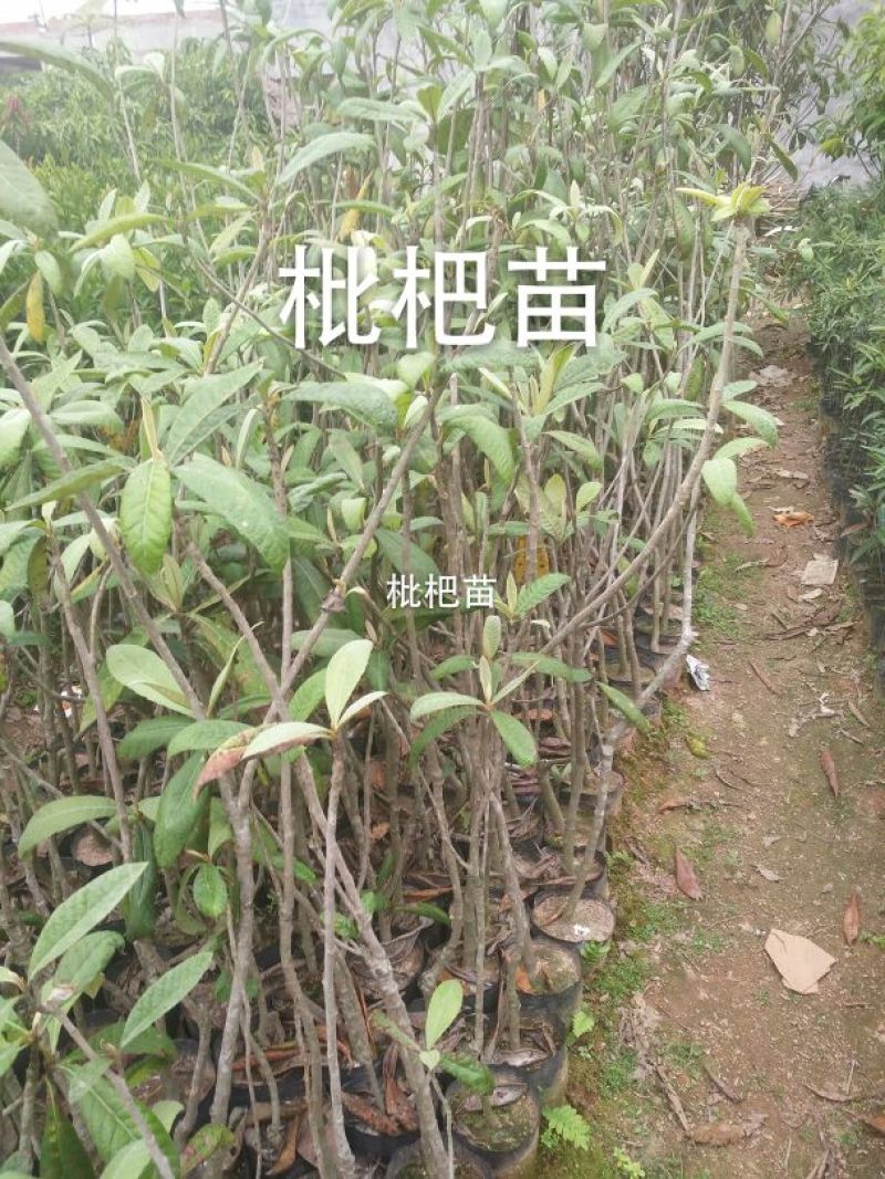 枇杷树30~50cm
