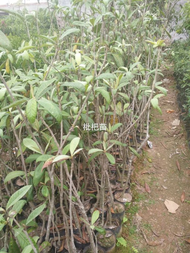 枇杷树30~50cm