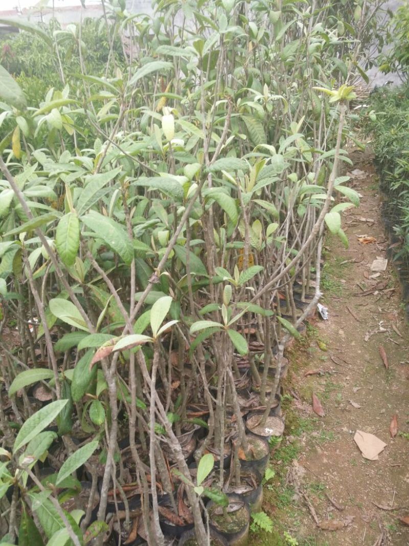 枇杷树30~50cm