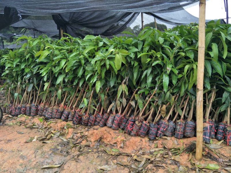 金煌芒树苗1m以下