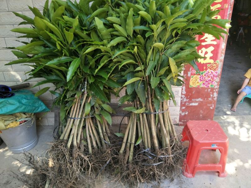 金煌芒树苗1m以下