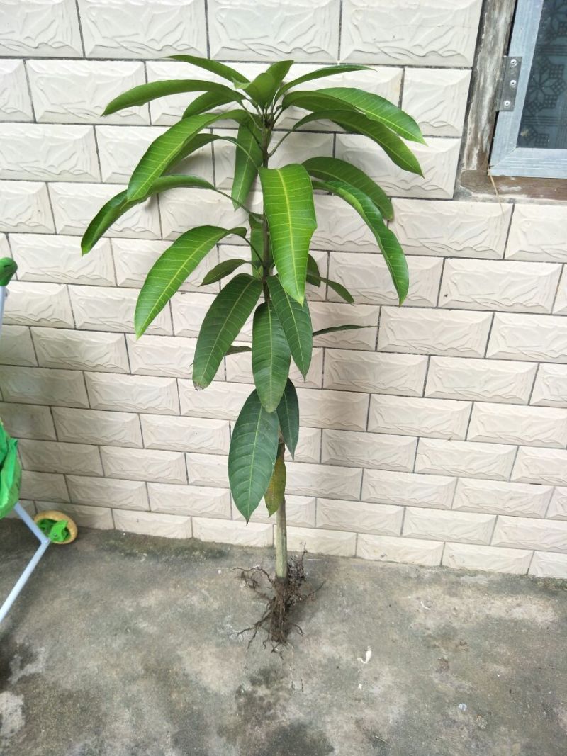 金煌芒树苗1m以下