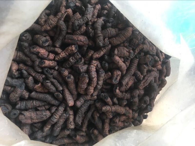 巴戟天特级