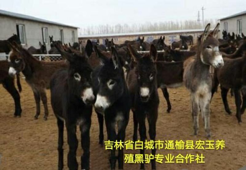 马肉鲜货