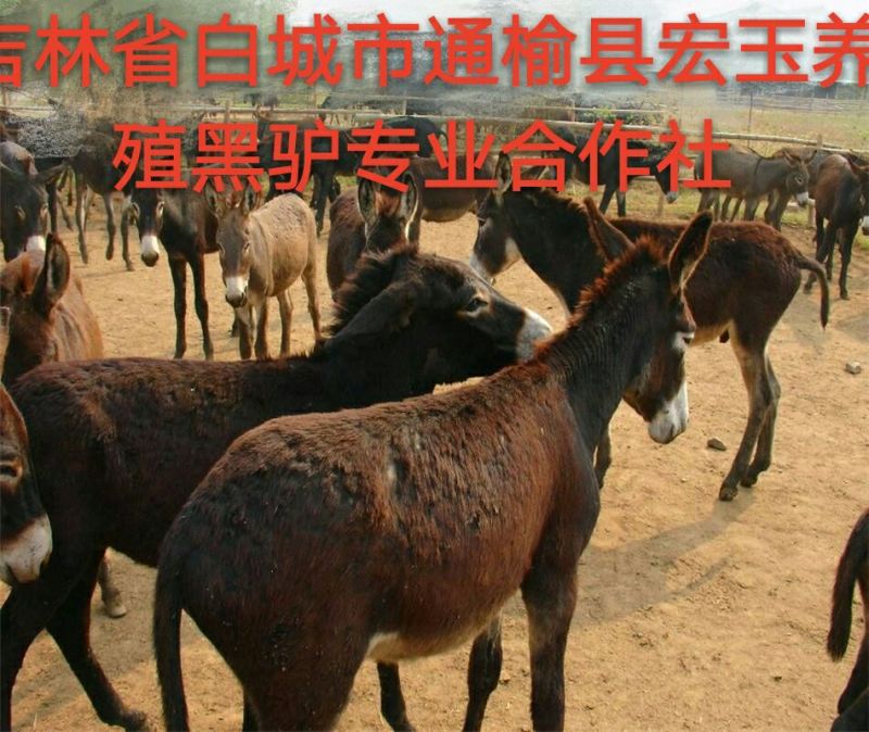 马肉鲜货