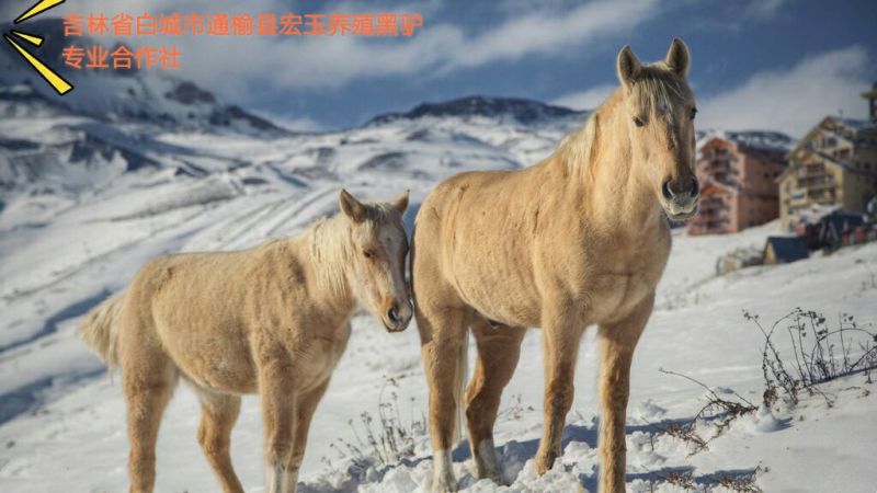 马肉鲜货
