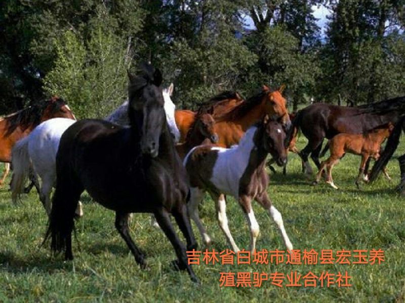 马肉鲜货