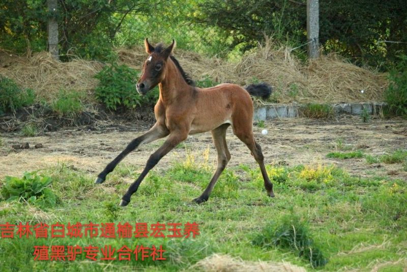马肉鲜货