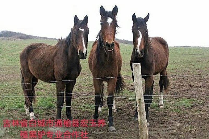 马肉鲜货