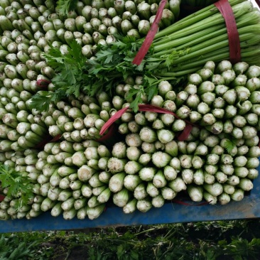 法国皇后芹菜大量有货需要的客户联系