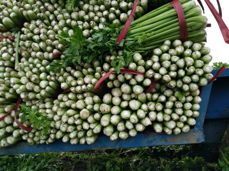 法国皇后芹菜大量有货需要的客户联系