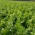 法国皇后芹菜大量有货需要的客户联系