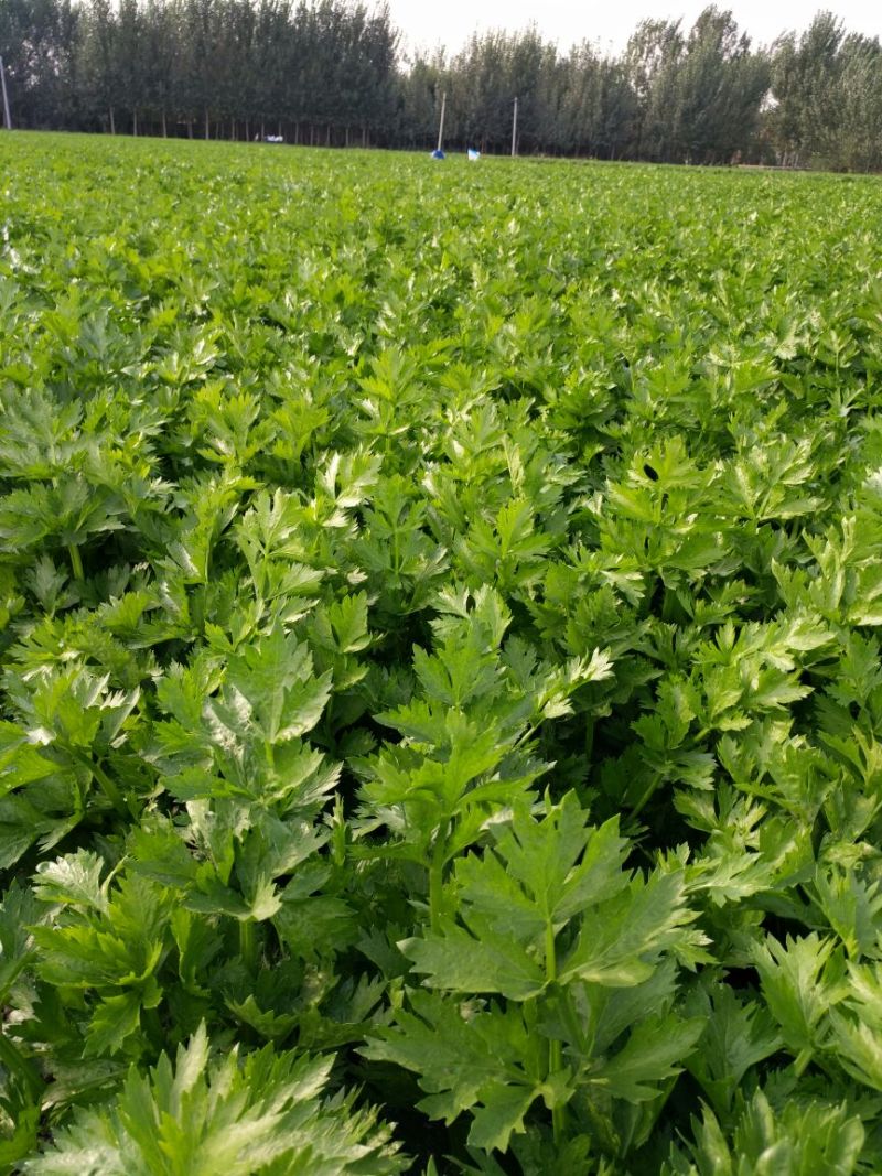法国皇后芹菜大量有货需要的客户联系