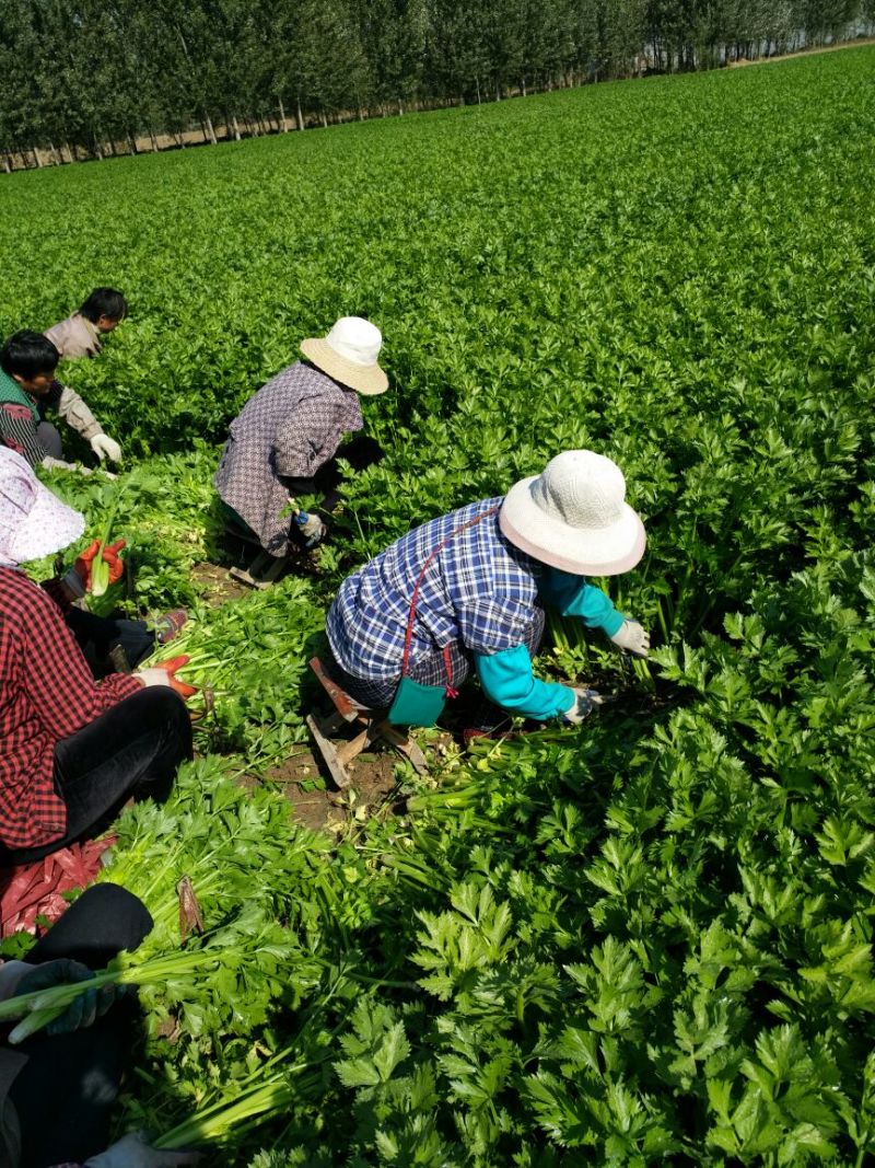 法国皇后芹菜大量有货需要的客户联系