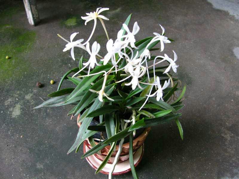 风兰