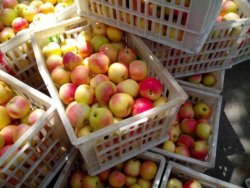 苹果，嘎啦苹果，山东嘎啦苹果大量供应，价格便宜