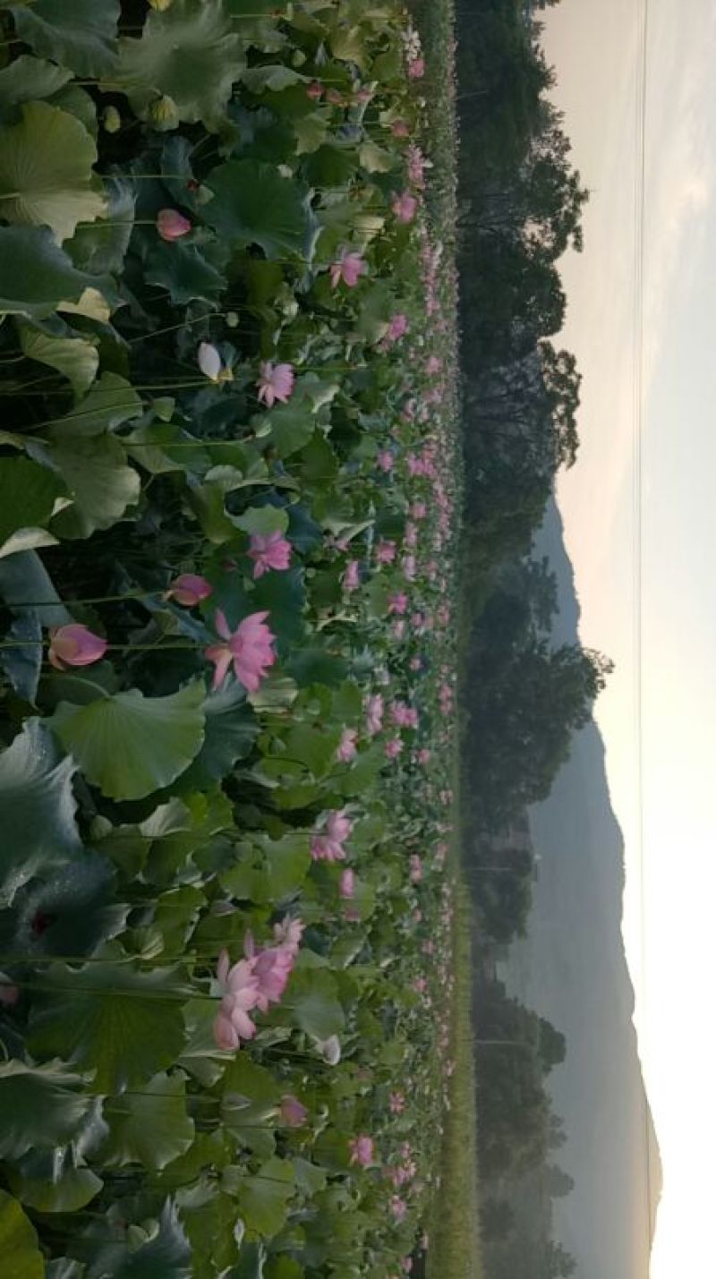 白莲子二级干莲子