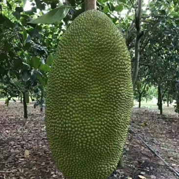 菠萝蜜15~20公斤