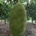 菠萝蜜15~20公斤