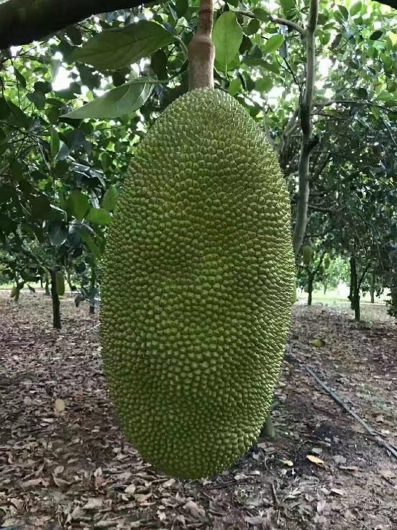 菠萝蜜15~20公斤
