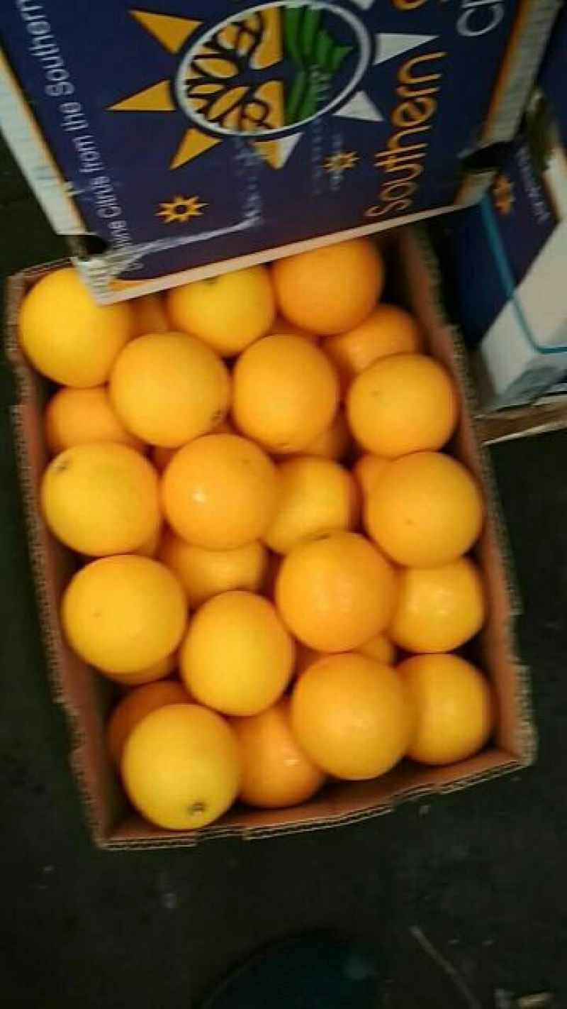 脐橙南非橙